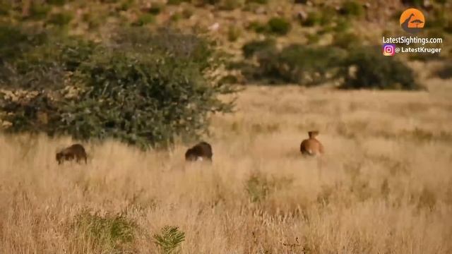 Lost Cheetah Calling Brother Attracts Aggressive Baboons Instead смотреть онлайн