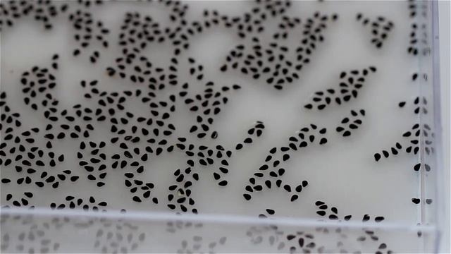 culture de fruits de dragon ( pitahaya, ou hylocereus undatus) смотреть онлайн