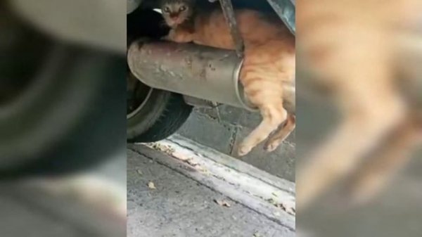 Приколы для ватсапа. WhatsApp video.