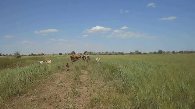 11.06.2022 ЧТО ДЕЛАТЬ? : ЛПХ В ОПАСНОСТИ смотреть онлайн