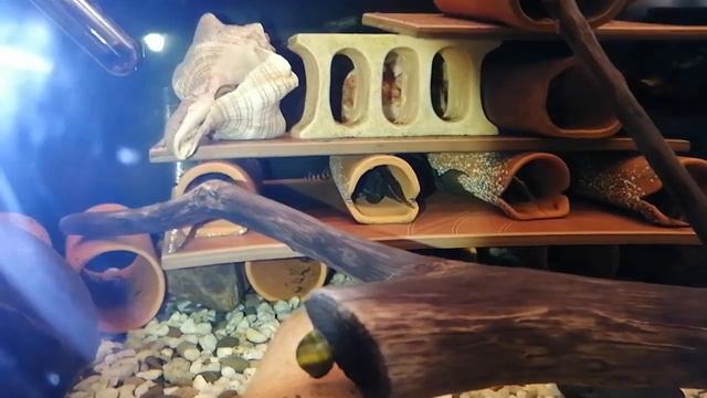 Обзор аквариума с номерными сомами смотреть онлайн