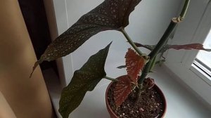 КАК РАСПУШИТЬ КОРАЛЛОВУЮ БЕГОНИЮ? #КоралловаяБегония