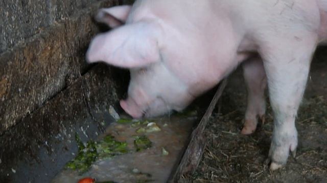 What does the pig eat in summer? Slop cocktail! Pig eating ASMR смотреть онлайн