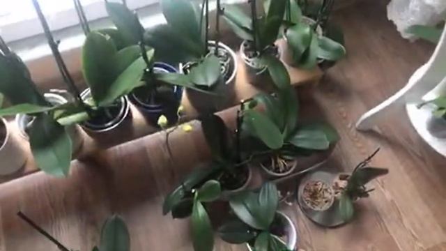 Orkidelerime Mart Ayı Bakımı neler yapıyorum✅? CANLI YAYIN SOHBET ORCHID CARE IN MARCH смотреть онлайн