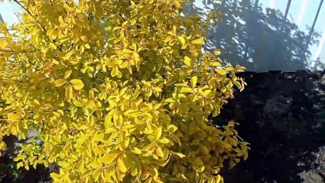 КОНТРАСТНЫЙ ЦВЕТНИК С ЯПОНСКОЙ ИЗЮМИНКОЙ #цветник#спирея #айваяпонская #барбарисмария#сад#чтопосади смотреть онлайн