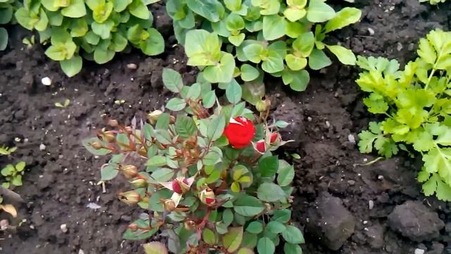 На даче. Наконец-то начали распускаться пионы смотреть онлайн