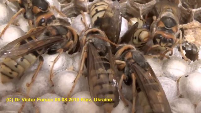 Привет Из Гнезда Шершней. СЕРИЯ-4. МАКРО. Спящие Шершни. смотреть онлайн