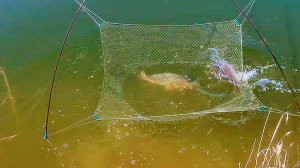 Рыбалка на паук! Сибирские реки богатые рыбой не перестают радовать! Сазаний рай! Рыбалка 2021!