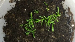 Аптечная ромашка эксперимент удался, не допускайте мои ошибки