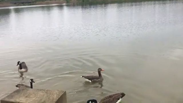 Майское воскресенье: боярышник цветет, гуси-лебеди... смотреть онлайн