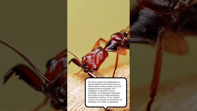 сколько муравей ? живут на земле? смотреть онлайн