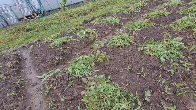 НА ДАЧЕ, СОСЕДКА СЛОМАЛА ТЕПЛИЦУ at the dacha, a neighbor broke a greenhouse смотреть онлайн