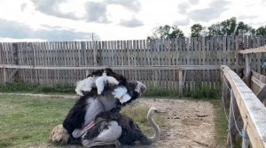 Спаривание страусов. Как это красиво…