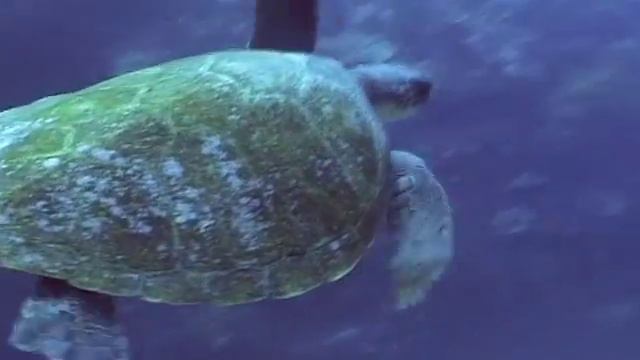 Lord Howe Island - The Last Paradise смотреть онлайн