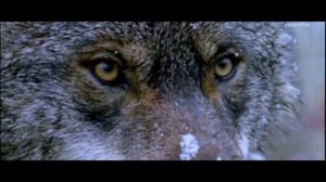 Максим Леонидов - Волки (Студия Шура) 2015