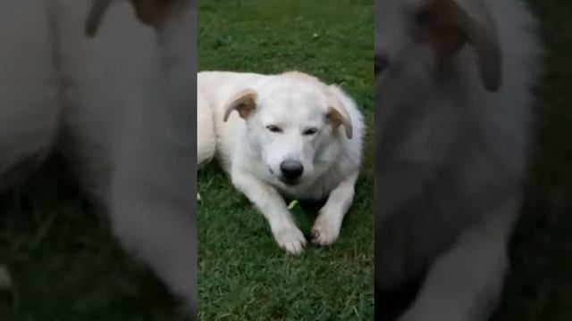 Собака любит огурцы