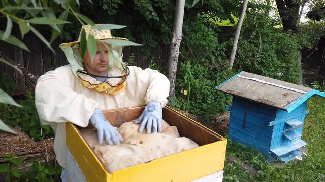 Сдал зачет у пчеловода! Доверили самому заниматься ульями. смотреть онлайн