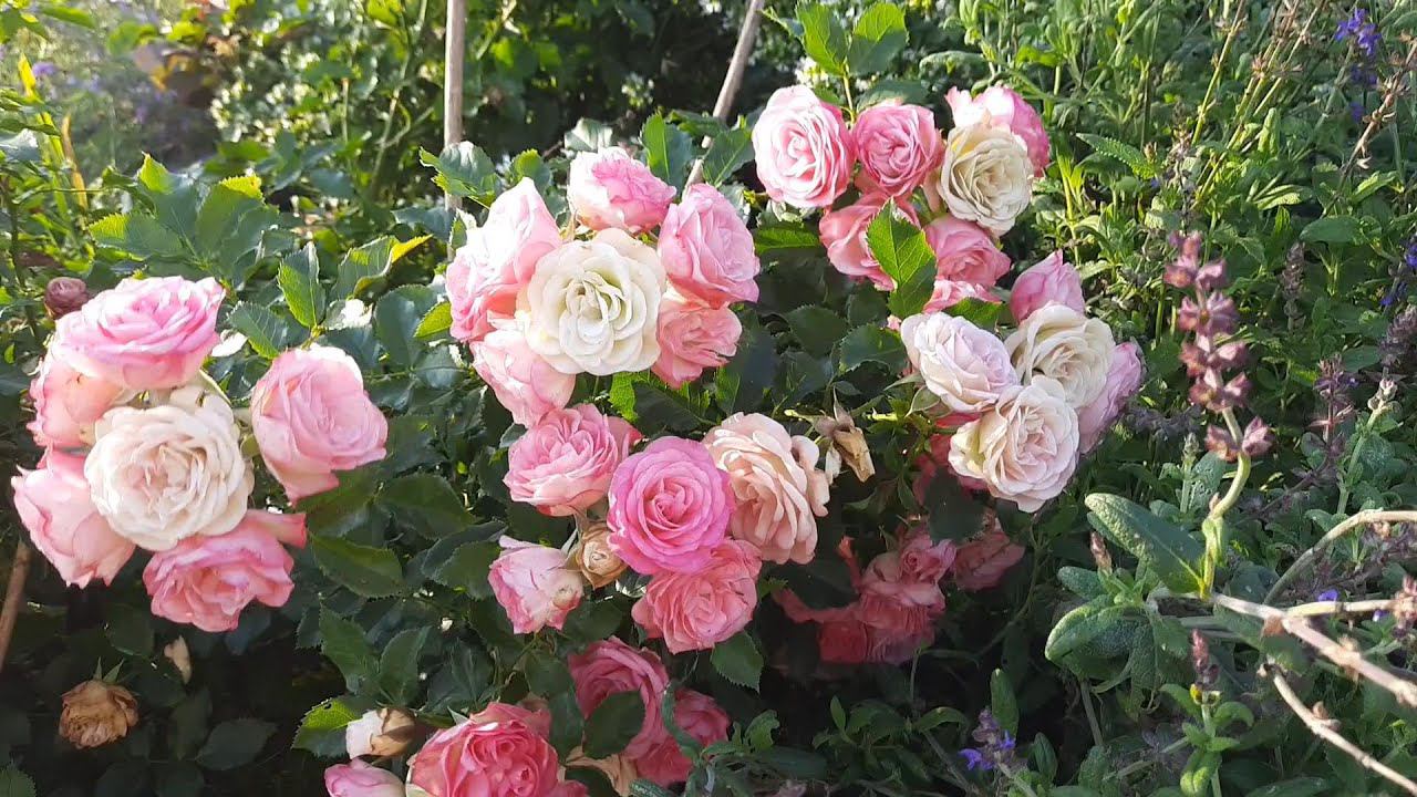 Как они выживают?! Не использую в саду белизну и химию. Северо-Запад.