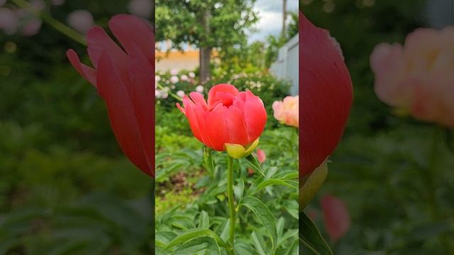 Пион Корал Сансет смотреть онлайн