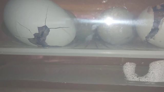 Вылупление цыплёнка от А до Я / маленькое счастье в яйце / цыплята легбар/ голубое яйцо смотреть онлайн