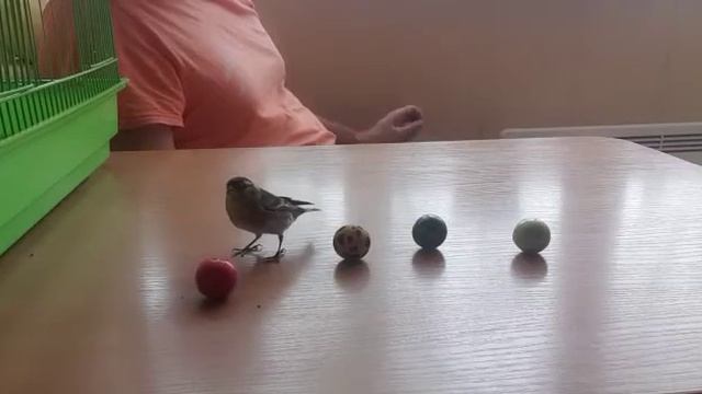 дрессировка чижа. Чиж Витя. смотреть онлайн