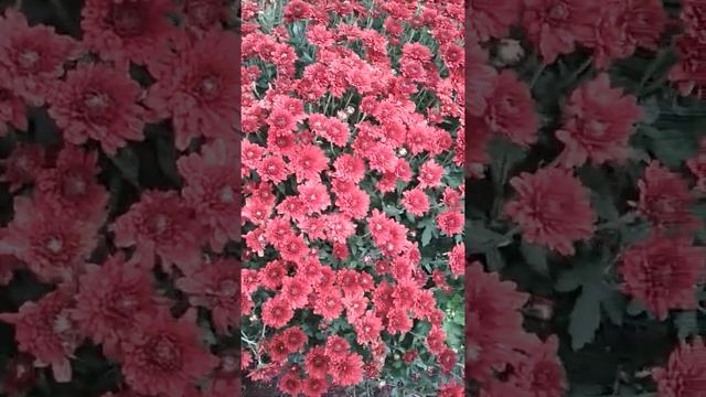 хризантема мультифлора Гномик смотреть онлайн