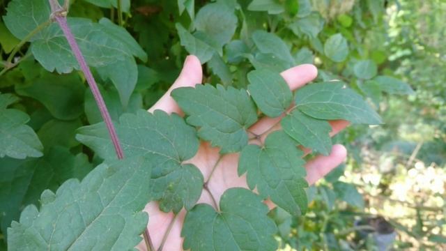 Клематис виноградолистный - беспроблемная гигантская лиана для вертикального озеленения. смотреть онлайн