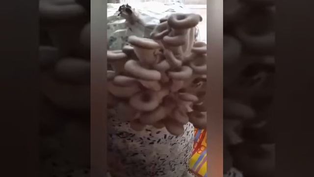 Выращиваю дома грибы при помощи Серебряной воды! Сюжет клиента нашей компании Альмиры Х. смотреть онлайн
