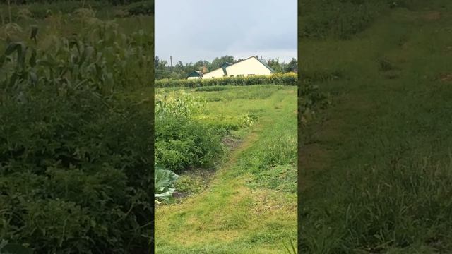 Цветение Сильвии смотреть онлайн