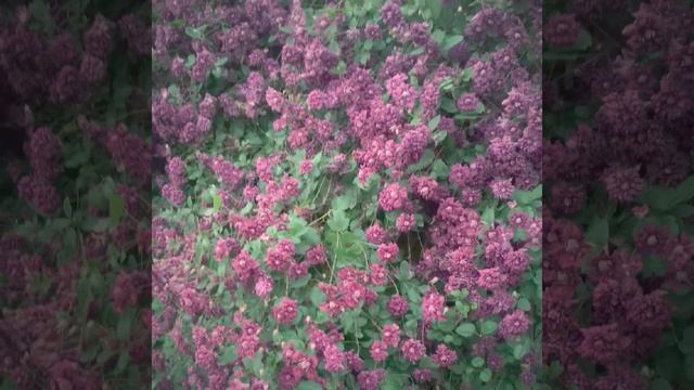 Клематис Пурпурея плена элеганс смотреть онлайн