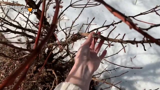 Черешковая гортензия | Формировка подробно шаг за шагом | Hydrangea Petiolaris