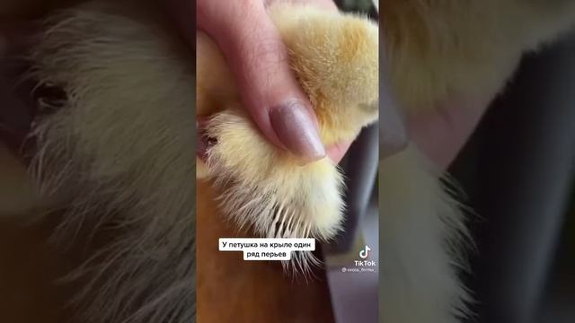 Как определить курочка или петушок смотреть онлайн