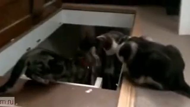 Кот столкнул товарища. смотреть онлайн