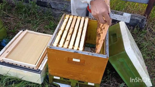 5 часть.Полный цикл развития июньских отводков Бакфаст с молодыми матками и получение мёда в Сибири
