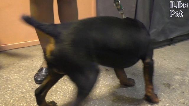 Немецкий ягдтерьер на ilikepet. Особенности породы, уход смотреть онлайн