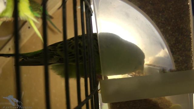 Волнистики и кореллы Бункерная кормушка смотреть онлайн