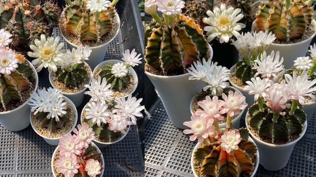 Gymnocalycium Cactus Care And Collection Tour