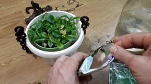 Аптения. Формировка и удобрение