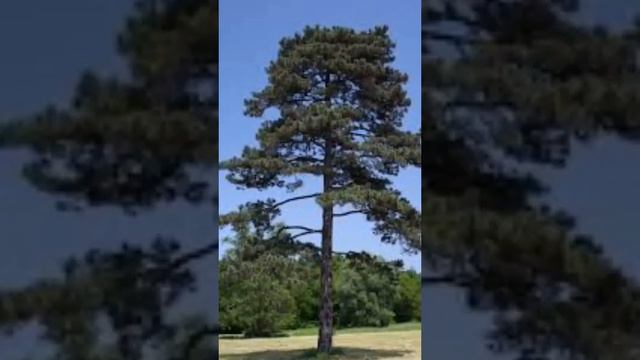 Самое крутое оружие в террарии смотреть онлайн