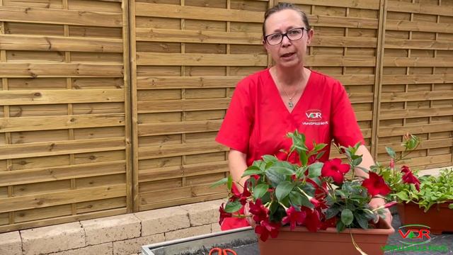 Surfinie E Dipladenie - Istruzioni Per L'uso