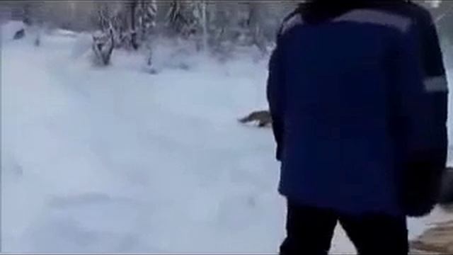 лиса ворует у рыбаков смотреть онлайн