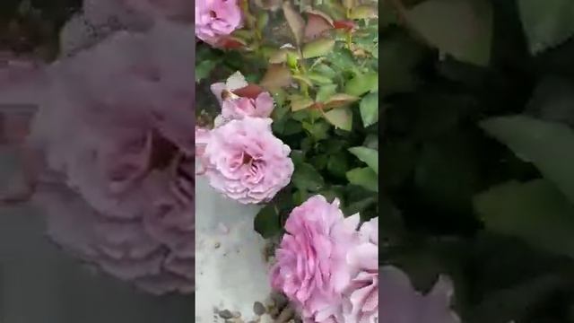 Отзыв от Юлии Гончаровой, кусты осенней посадки смотреть онлайн