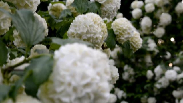 Kalina Koralowa Królowa ogrodu Coral viburnum/ Korallenviburnum/ Corail viburnum/ Viburnum de coral смотреть онлайн