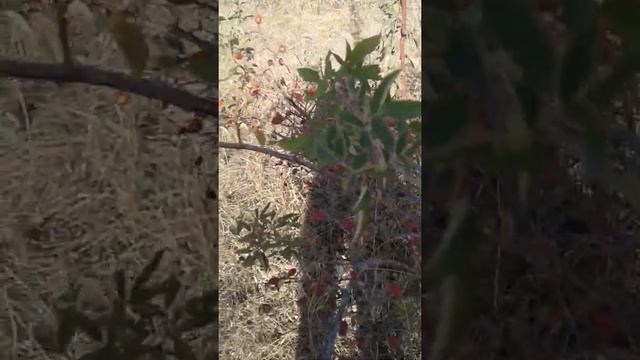 Сбор шиповника в Ростовской области смотреть онлайн