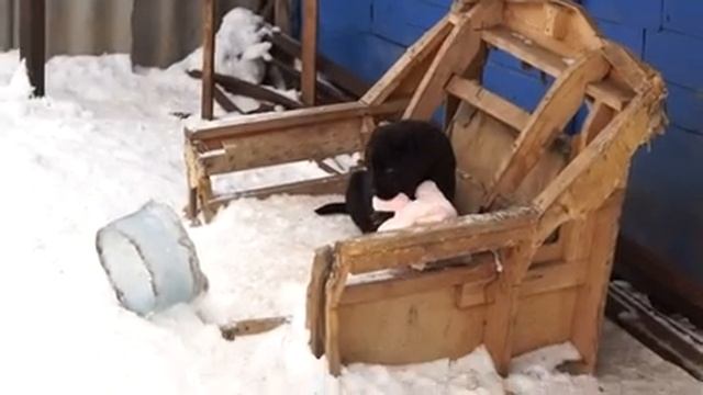 Продажа! Щенки лабрадора ретривера, 2 месяца. смотреть онлайн