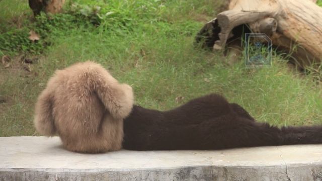 Funny Hoolock Gibbons at National Zoological Park Delhi смотреть онлайн