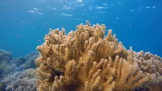 Флейта Будды Бансури. Сон № 2. Внутренний баланс, позитив и процветание. смотреть онлайн