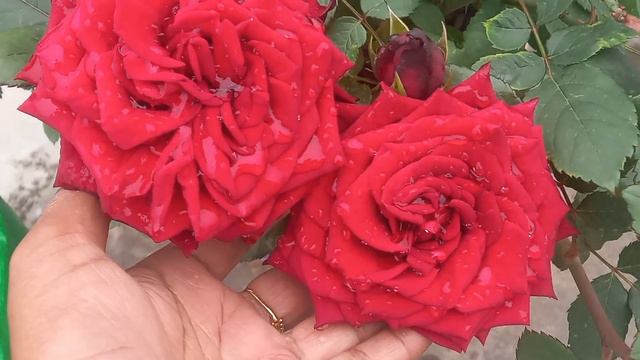 इस काले पानी से पायेंगे गुलाब पर हजारों फूल/Rose plant care tips/Rose flower/Rose plant смотреть онлайн