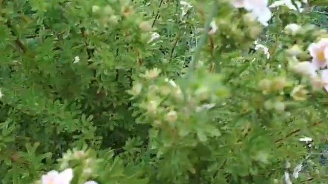 лапчатка- рекордсмен по длительности цветения смотреть онлайн