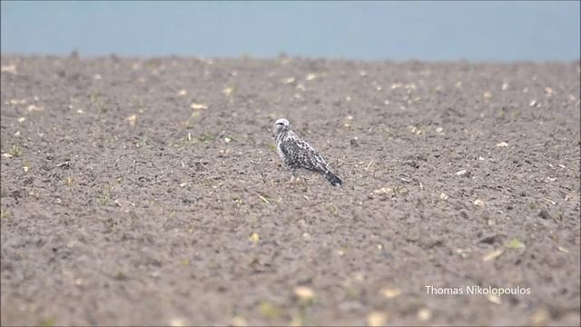 Χιονογερακίνα - Buteo lagopus смотреть онлайн